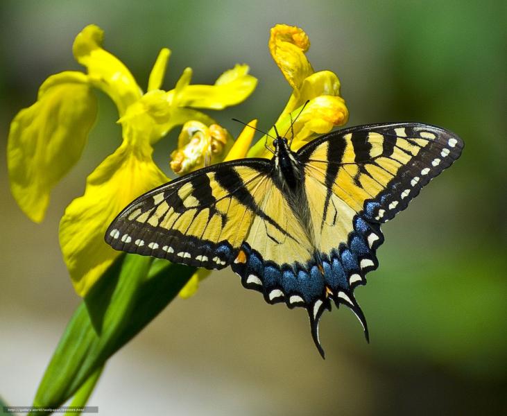 Ormana Düğmeli Evler – Altınbeşik Mağarası – Konya – Tropikal Kelebek Bahçesi – Kyoto Japon Bahçesi Turu