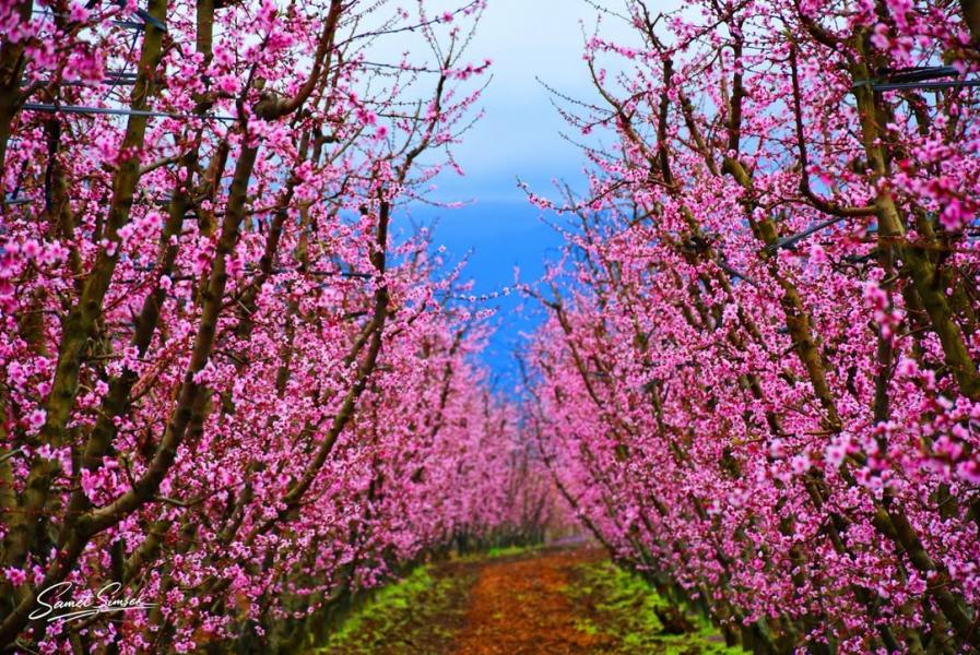 Sakura Zamanı İznik - Yalova Turu