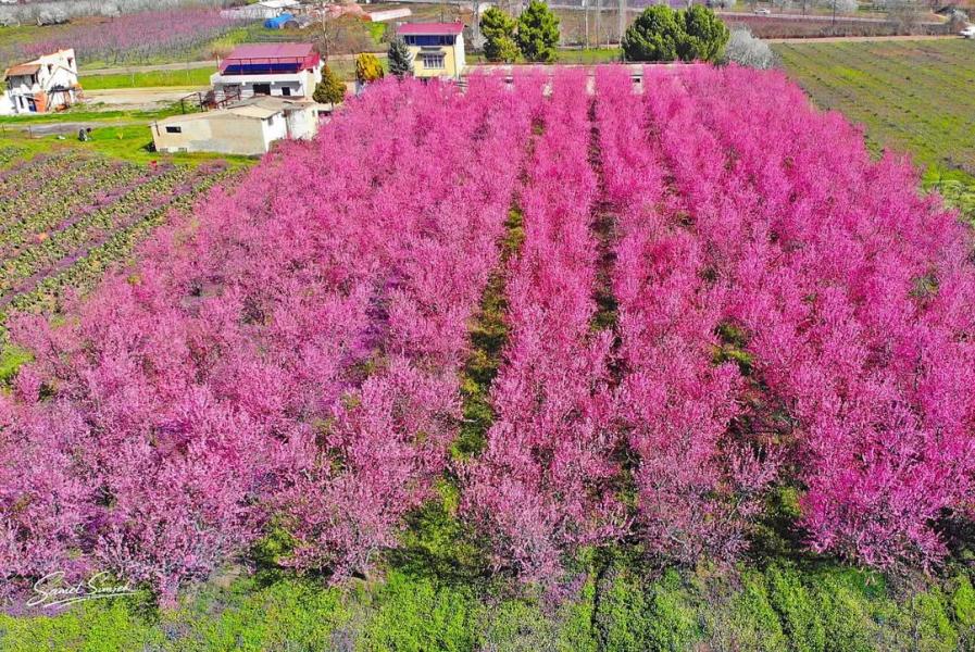 Sakura Zamanı İznik - Yalova Turu