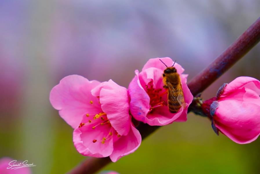 Sakura Zamanı İznik - Yalova Turu