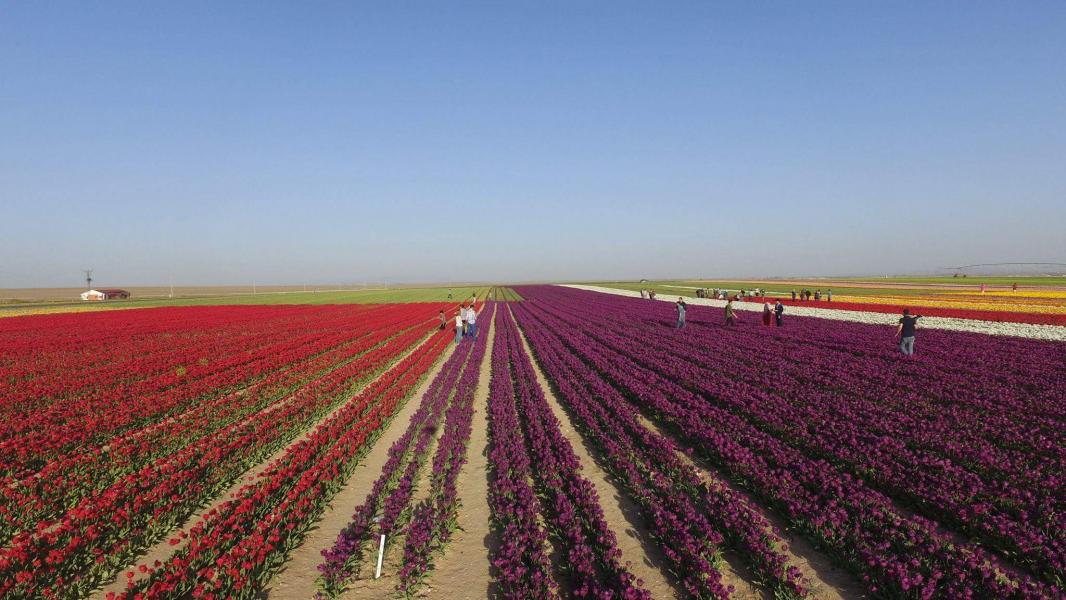Konya Lale Tarlaları- Sille – Kelebek Bahçesi – Göksu Şelalesi Turu