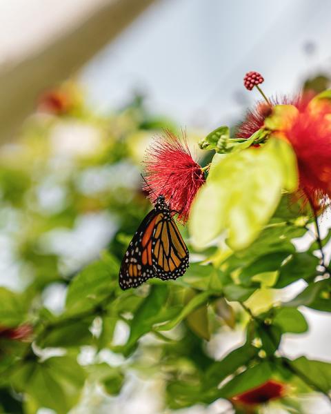 Konya Lale Tarlaları- Sille – Kelebek Bahçesi – Göksu Şelalesi Turu