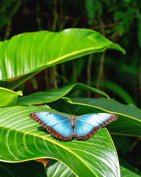 Konya Lale Tarlaları- Sille – Kelebek Bahçesi – Göksu Şelalesi Turu