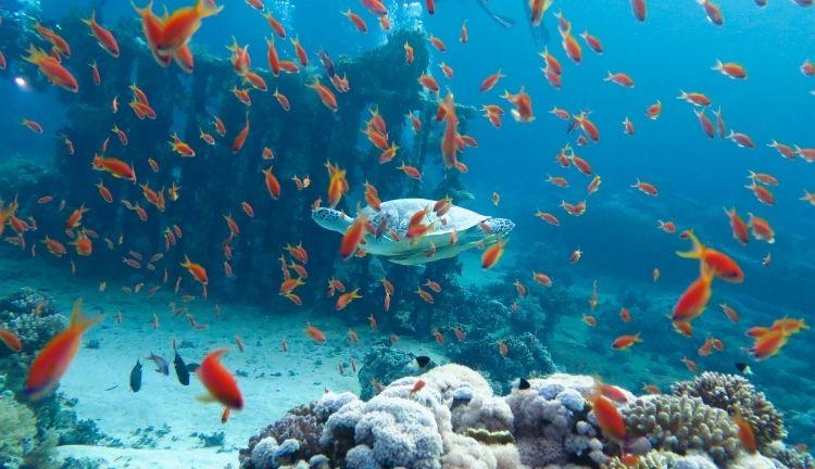 Promosyon Sharm El Sheikh Turu Ajet ile 3 Gece Otelden Erken Çıkışlı