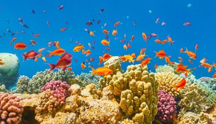 Promosyon Sharm El Sheikh Turu Ajet ile 4 Gece Otelden Erken Çıkışlı