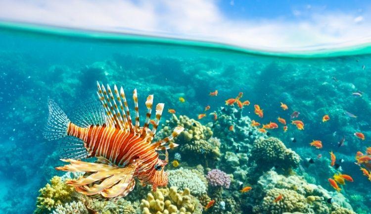 2026 Sezonu Her Gün Çıkışlı Sharm El Sheikh Turu Ajet ile 4 Gece Transfer Saatine Kadar Otel Kullanımlı