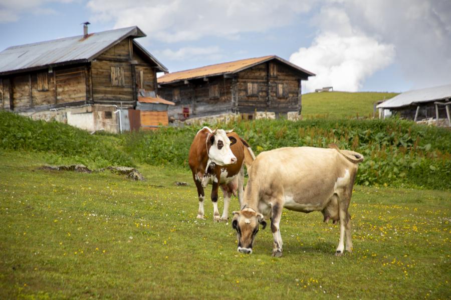 Butik Karadeniz Doğa ve Deneyim Turu [Trabzon Buluşmalı]