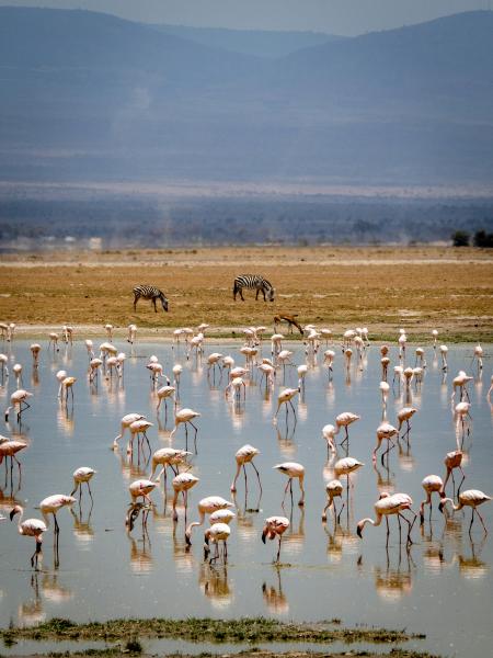 Büyük Doğu Afrika Safarisi