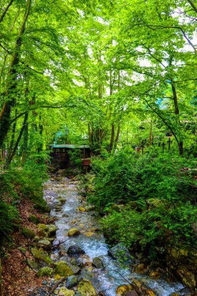 ANKARA ÇIKIŞLI SAPANCA MAŞUKİYE ORMANYA TURU (RESTORANDA KAHVALTI)