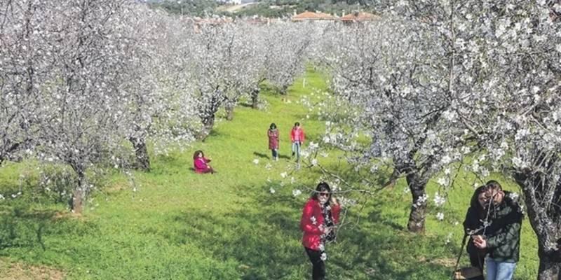 BADEM ÇİÇEĞİ FESTİVALİ DATÇA - AKYAKA VE PAMUKKALE TURU