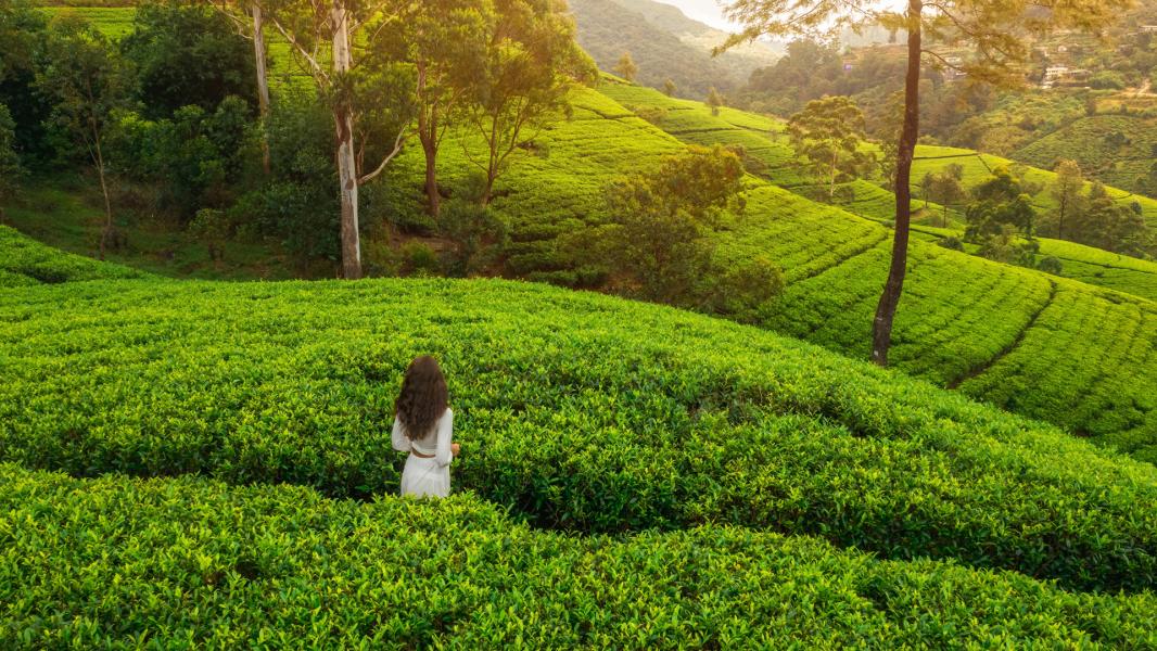 Sri Lanka Turu 6 Gece 8 Gün
