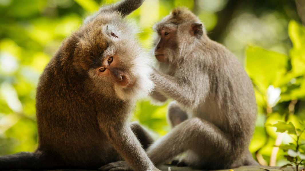 Bali Turu 5 Gece 6 Gün