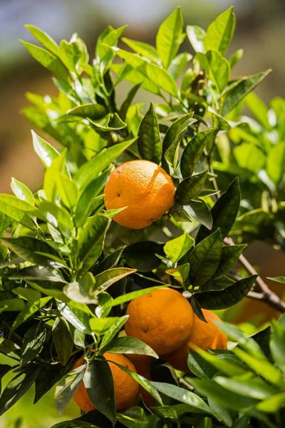 Bodrum to Karacasöğüt Mini Blue Cruise – 4-Day Turkish Gulet Adventure