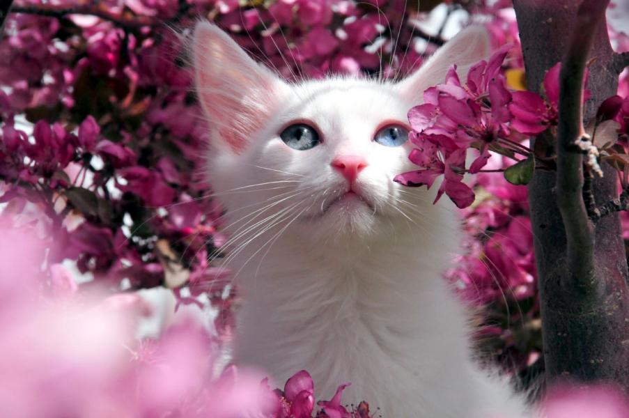 Uçaklı Van Kars Erzurum Turu / 3 Gece Otel Konaklamalı / İstanbul Çıkışlı