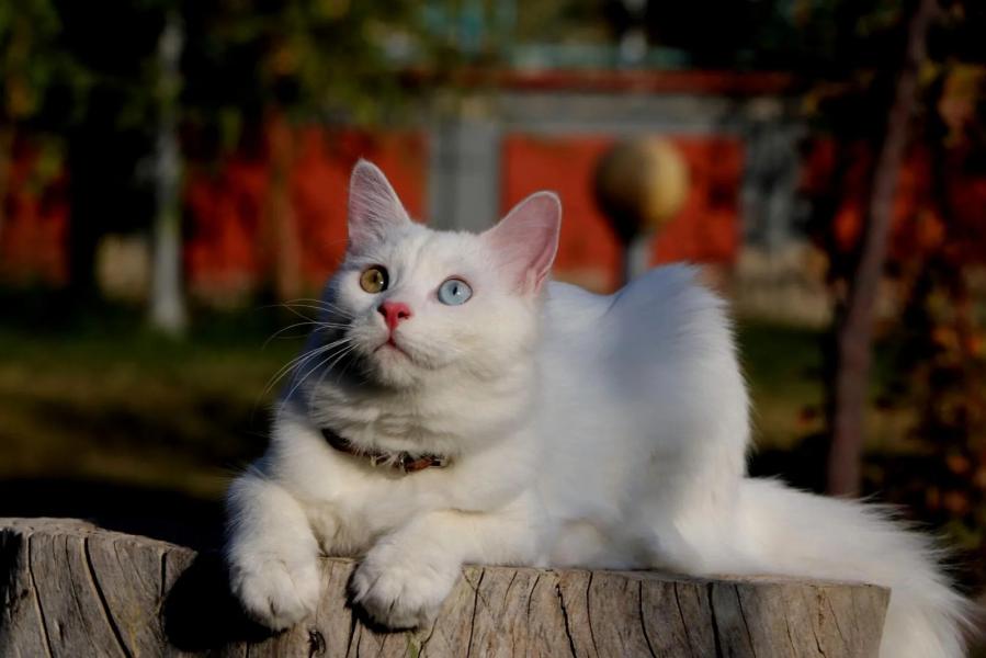 Uçaklı Van Kars Erzurum Turu / 3 Gece Otel Konaklamalı / İstanbul Çıkışlı