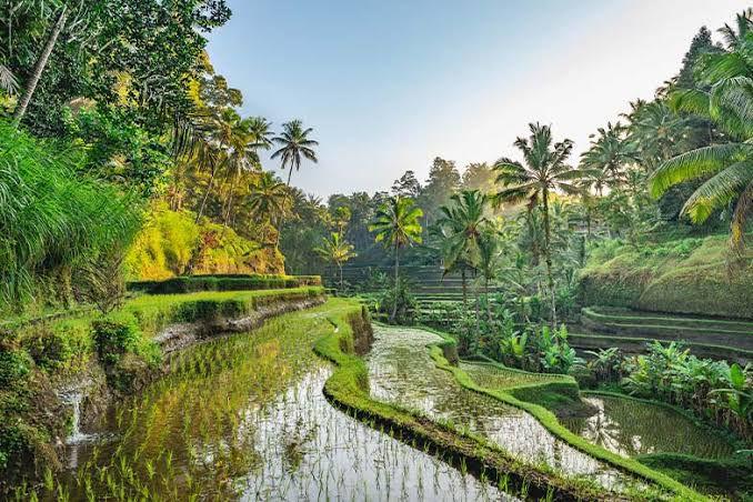 ELEGANT BALİ Türk Hava Yolları İle 2026 Dönemi