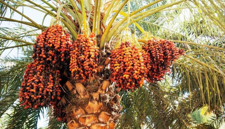 MISIR I Kahire, Sharm El Sheikh 