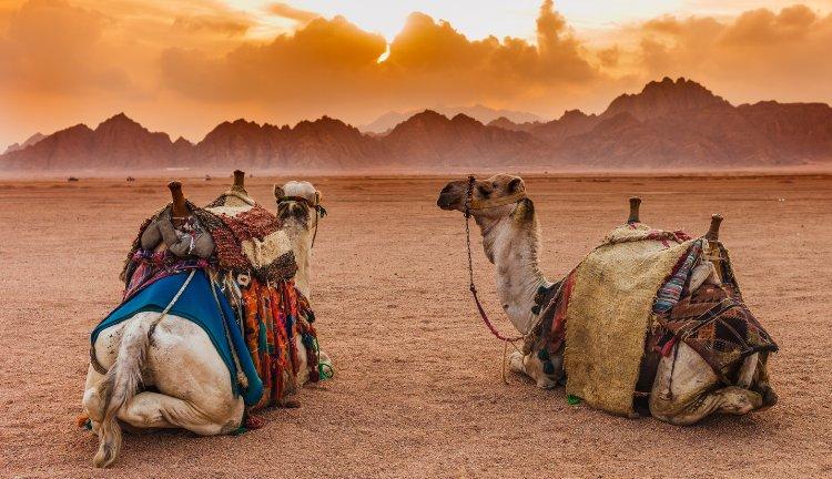 MISIR I Kahire, Sharm El Sheikh  Kopyası