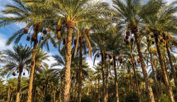 TUNUS I Sahra’nın Kalbinde 