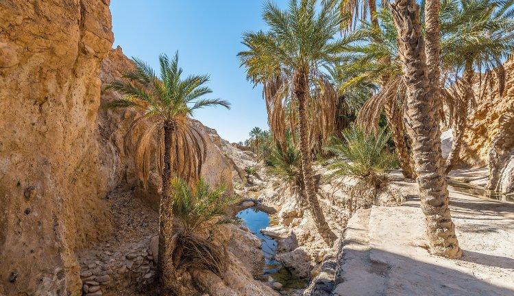 TUNUS I Sahra’nın Kalbinde 