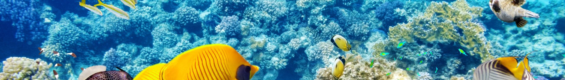 Sharm El Sheikh: Kızıldeniz&rsquo;in Dalış ve Tatil Merkezi