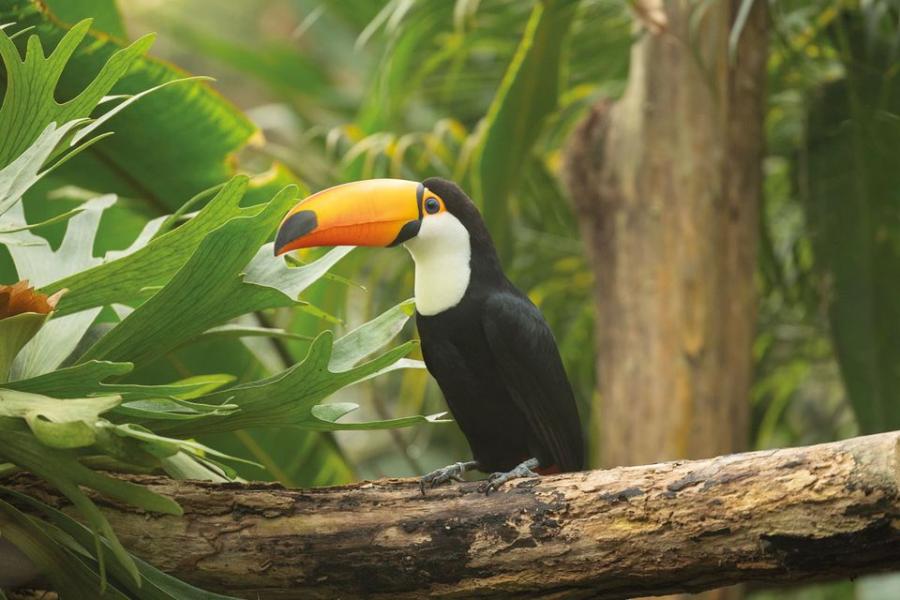 Giethoorn ve Pantropica Turu