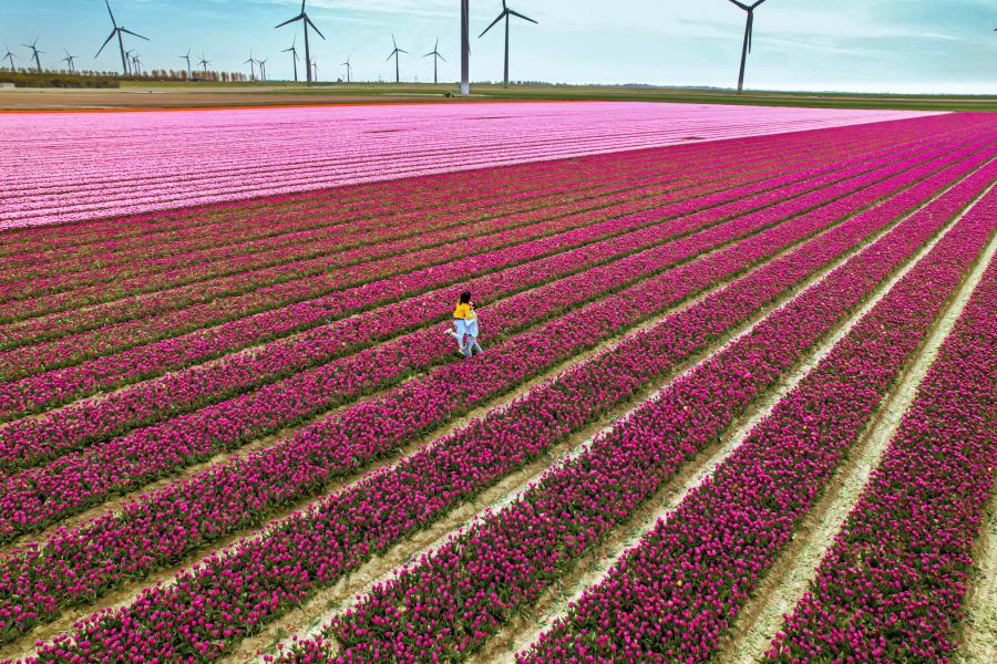 Lale Bahçesi & Amsterdam Serbest Zaman Turu