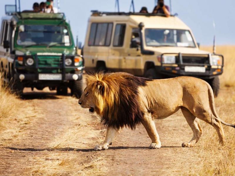 Kenya Safari Turu Air Arabia Havayolları İle Her Pazar Hareket 7 Gece 8 Gün 
