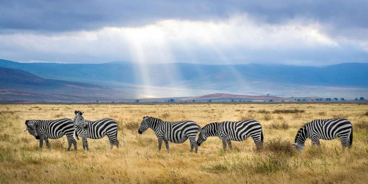 Kenya Safari Turu Air Arabia Havayolları İle Her Pazar Hareket 7 Gece 8 Gün 