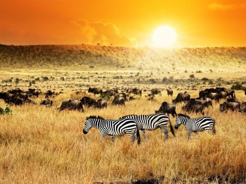 Kenya Safari Turu Air Arabia Havayolları İle Her Pazar Hareket 7 Gece 8 Gün 