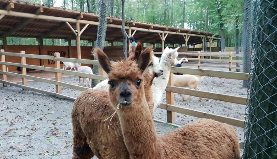 Günübirlik Ormanya Hobbit Evleri Sapanca Maşukiye Teleferik Turu
