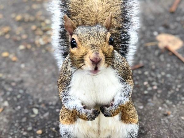 Büyük Britanya Turu