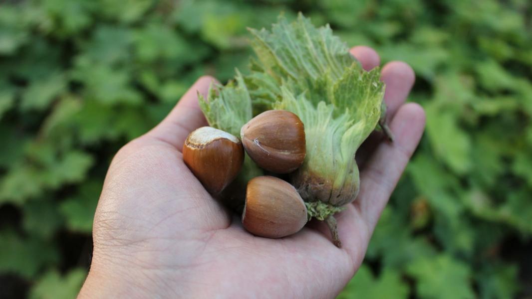 Karadeniz Rüyası Ve Batum Turu