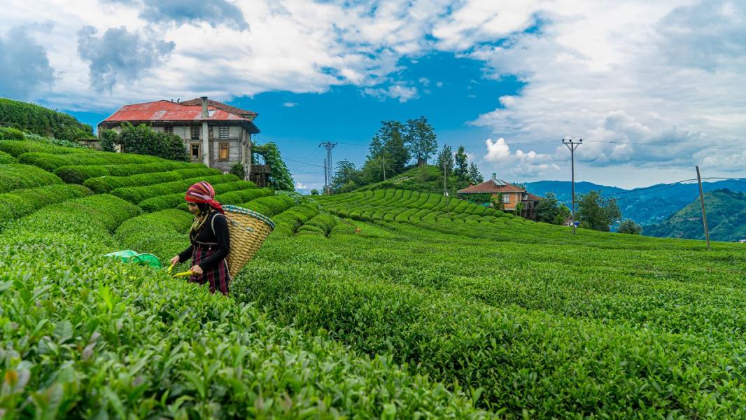 Karadeniz Rüyası Ve Batum Turu