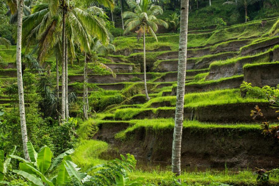 Singapur & Bali Turu