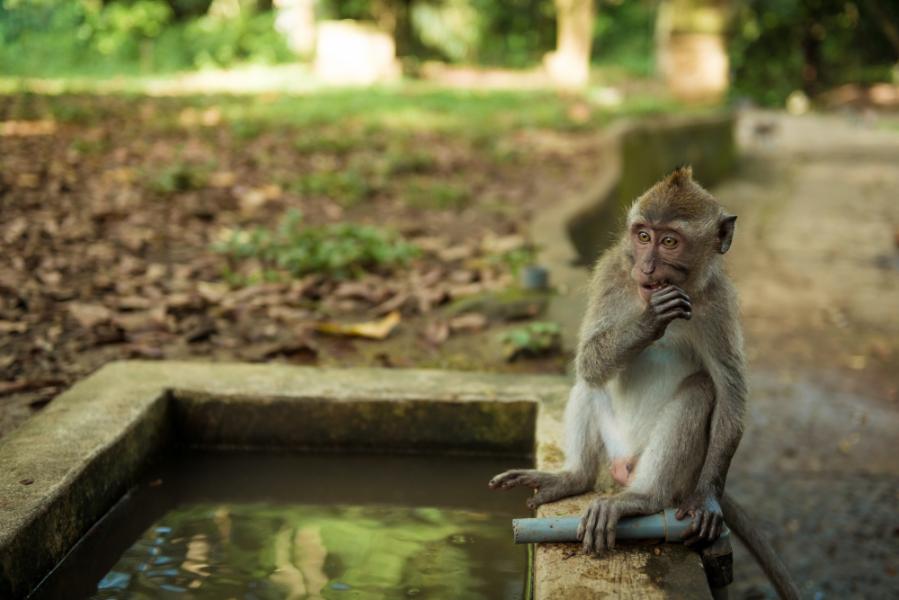Görkemli Tropikal Ada: Bali – Ubud