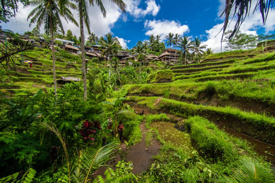 Görkemli Tropikal Ada: Bali – Ubud
