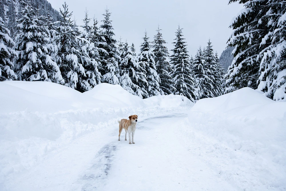 Kuzey Işıkları & Lapland Turu