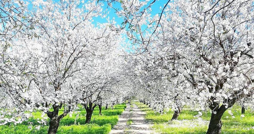 Datça Badem Çiçeği Festivali Turu / 1 Gece 2 Gün