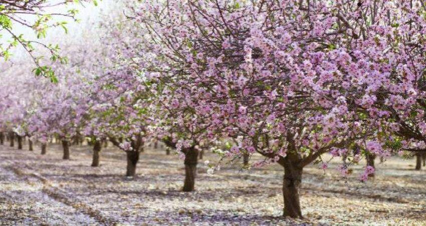 Datça Badem Çiçeği Festivali Turu / 1 Gece 2 Gün