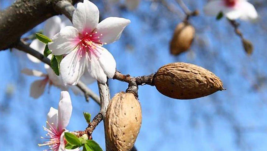 Datça Badem Çiçeği Festivali Turu / 1 Gece 2 Gün