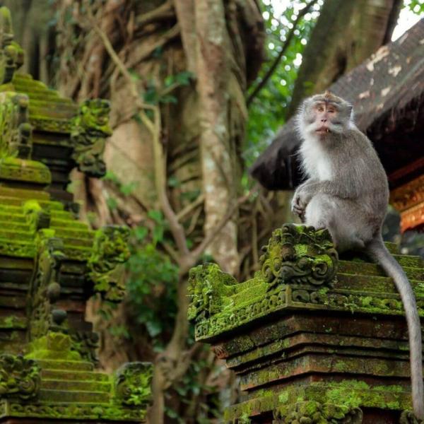 Rüya Ada Bali & Ubud Turu: Kurban Bayramı Özel & THY Konforuyla | Modatatil