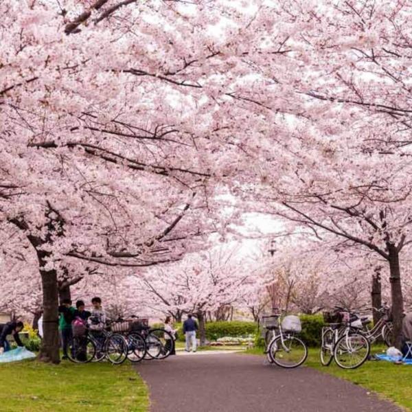 Japonya Kore Turu THY NRT İle 11 Gece 12 Gün - 2025