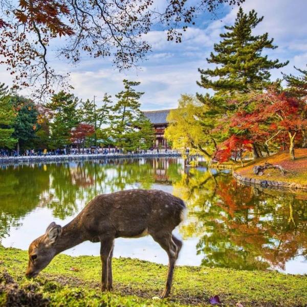 Japonya Turu 8 Gece – 10 Gün Miat Hava Yolları ile EJ001