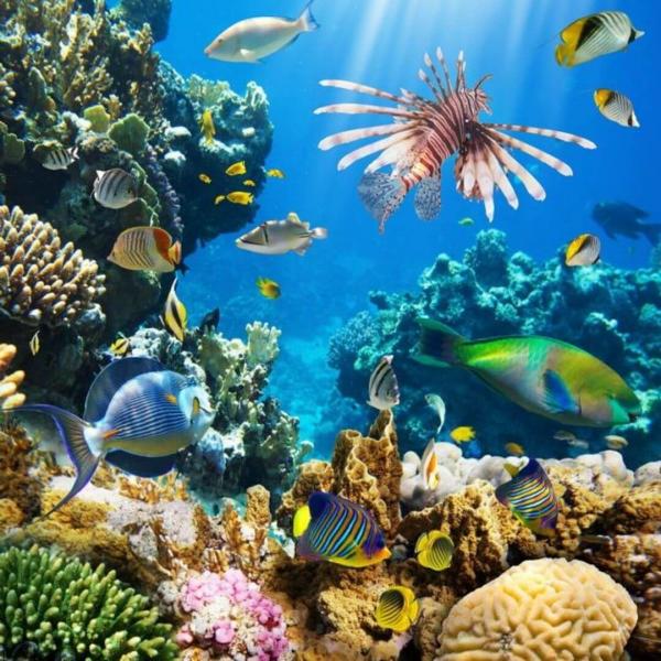 Sharm El Sheikh Turu Türk Havayolları ile 5 Gece Otelden Geç Çıkışlı