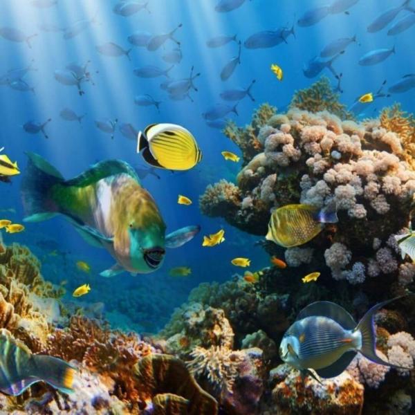 Sharm El Sheikh Turu Türk Havayolları ile 5 Gece Otelden Geç Çıkışlı