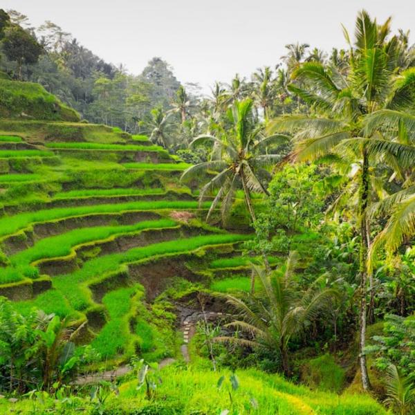 Bali & Phuket İle Fenomen Uzakdoğu Turu Singapur Havayolları İle 9 Gece 11 Gün
