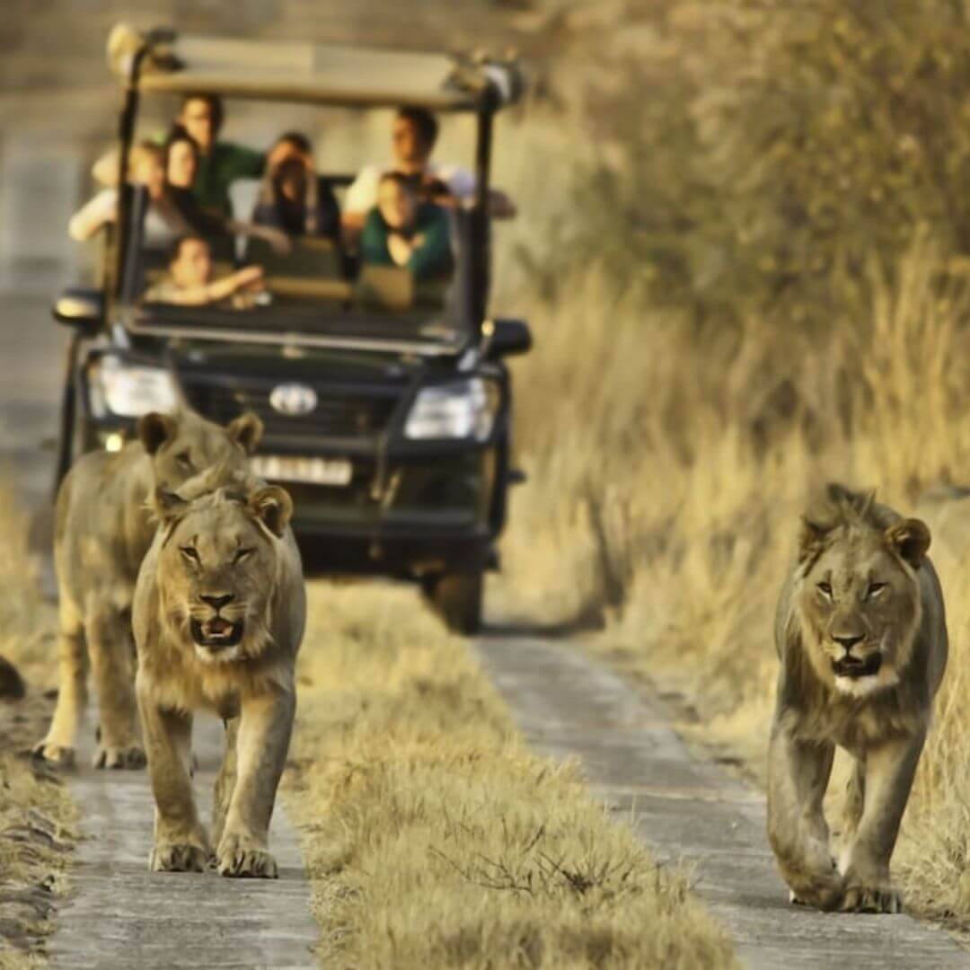 Afrika'nın Vahşi Doğasını Afrika Turları İle Keşfedin