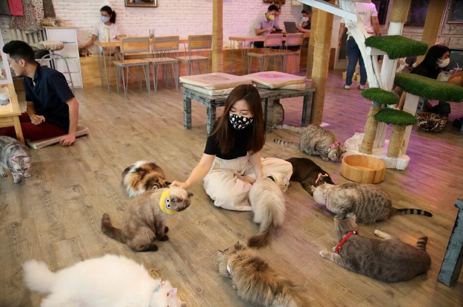 Dünya’da ki İlk Kedi Kafeler