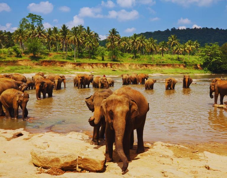 Elegant Sri Lanka Air Arabia Hava Yolları ile 5 Gece